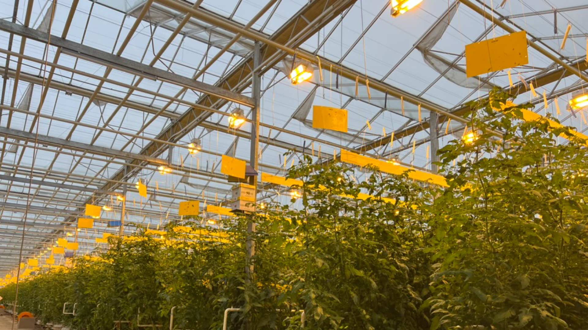 Sera-aydinlatma-2 Sera aydinlatma 2