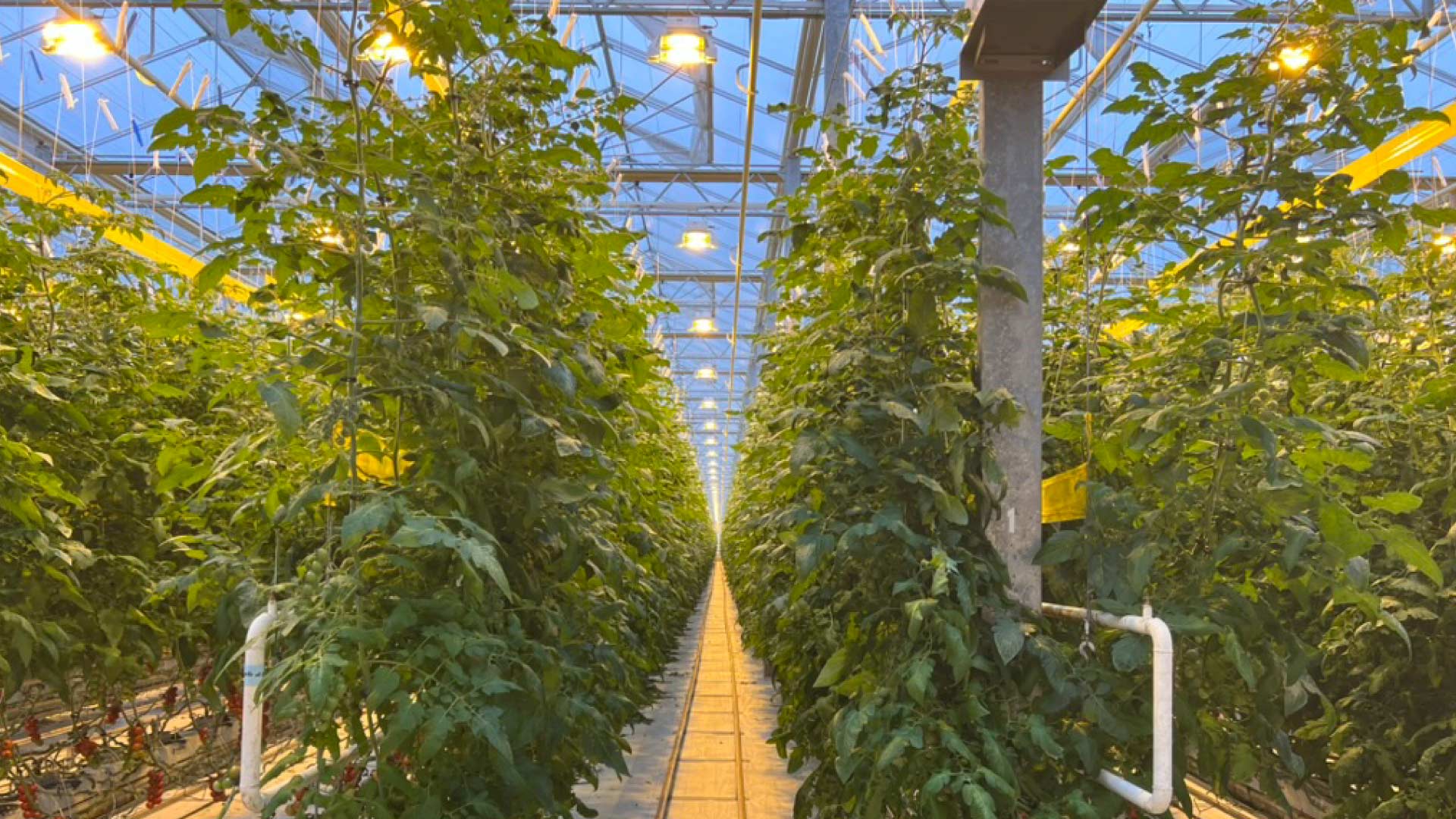 Sera-aydinlatma Sera aydinlatma