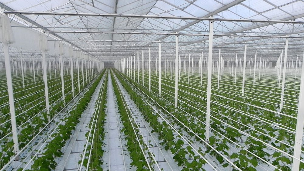 cam-venlo-sera-sistemleri-susuztarim cam venlo sera sistemleri susuztarim