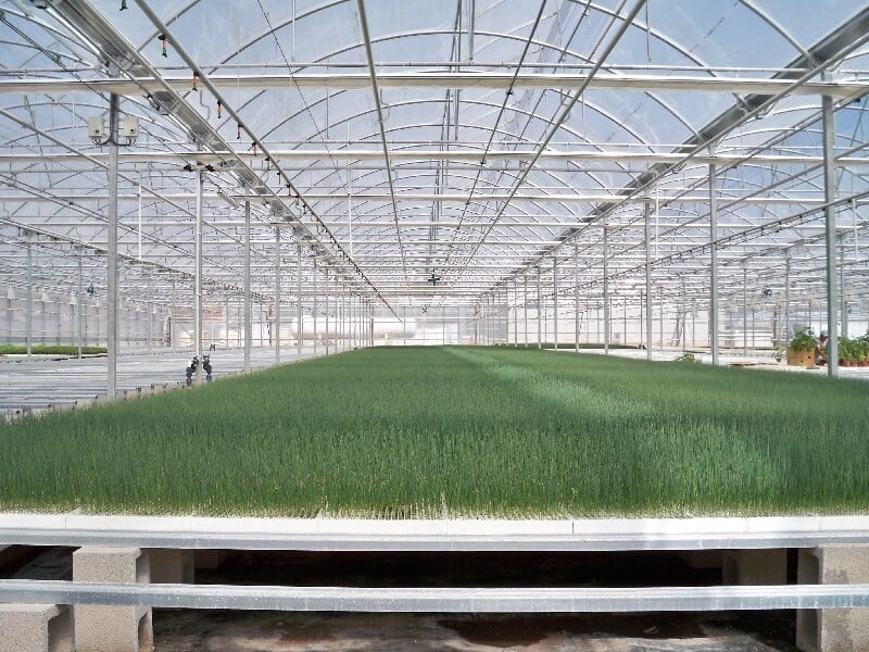 fidelik-seralar-çimlendirme fidelik seralar cimlendirme