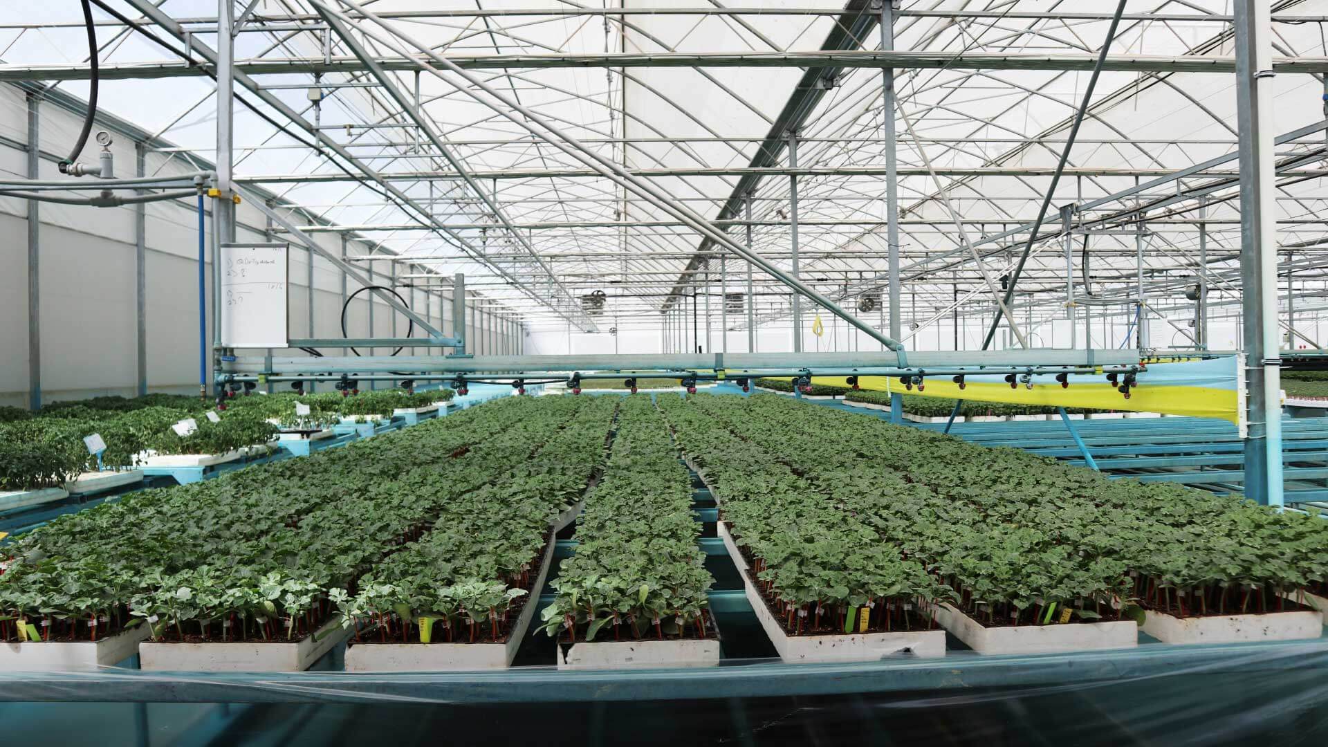 fidelik-seralar-fidanyataklari fidelik seralar fidanyataklari