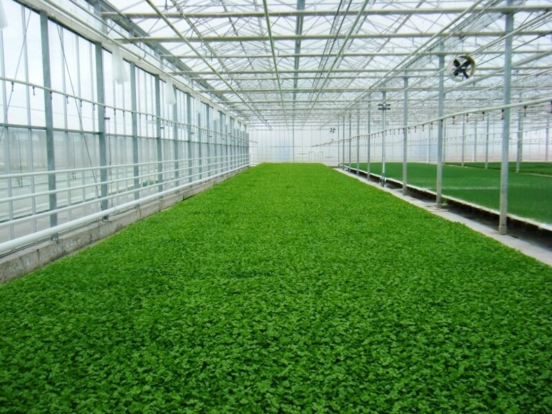 fidelik-seralar-maximum-verim fidelik seralar maximum verim