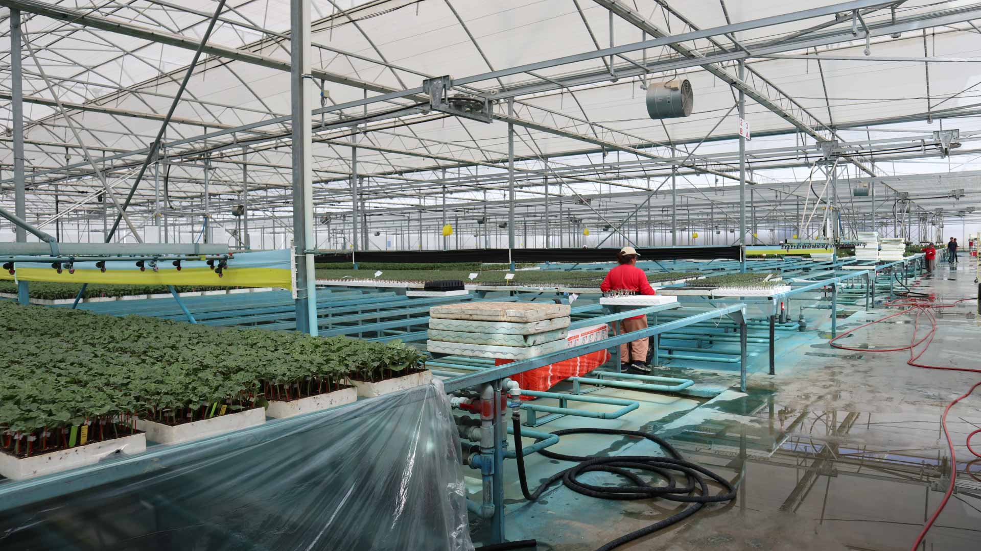 fidelik-seralar-modernteknikler fidelik seralar modernteknikler