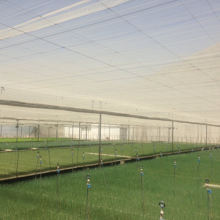 fidelik-seralar-sulama fidelik seralar sulama