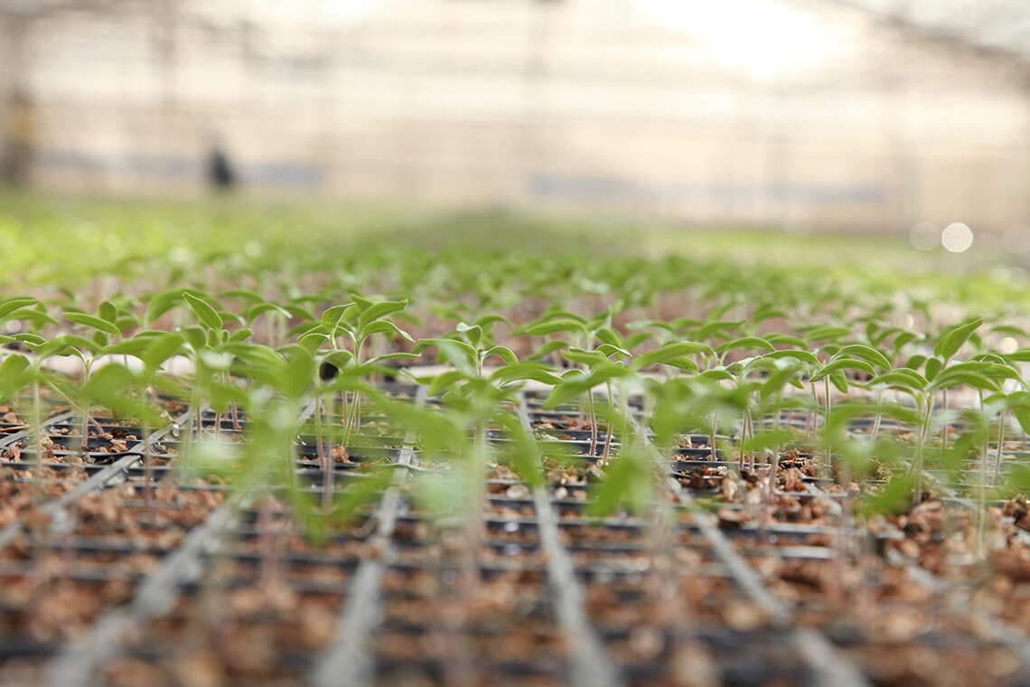 fidelik-seralar-tohum fidelik seralar tohum