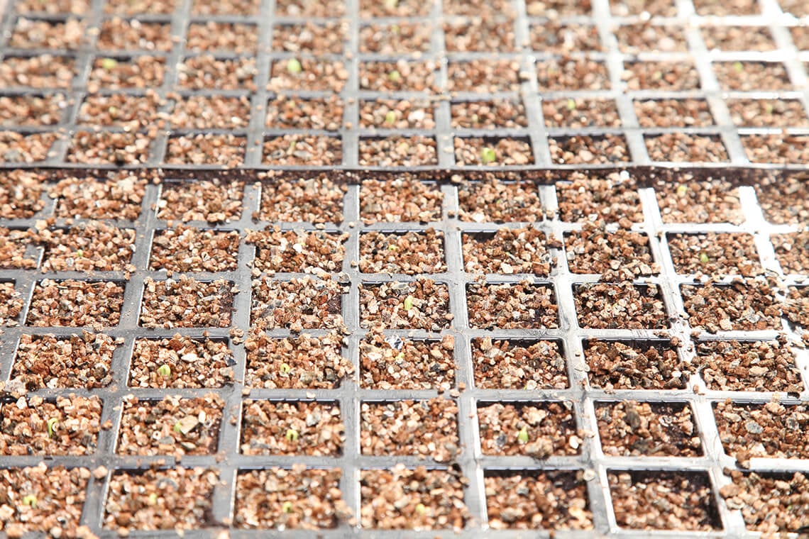 fidelik-seralar fidelik seralar