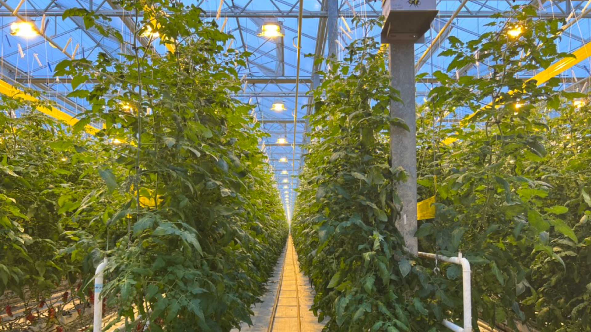 sera-aydinlatma-3 sera aydinlatma 3