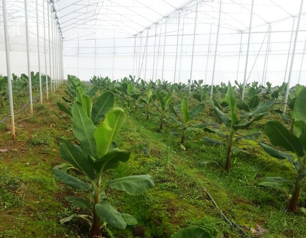 tropikal-meyve-serasi-muz-yetistiriciligi tropikal meyve serasi muz yetistiriciligi