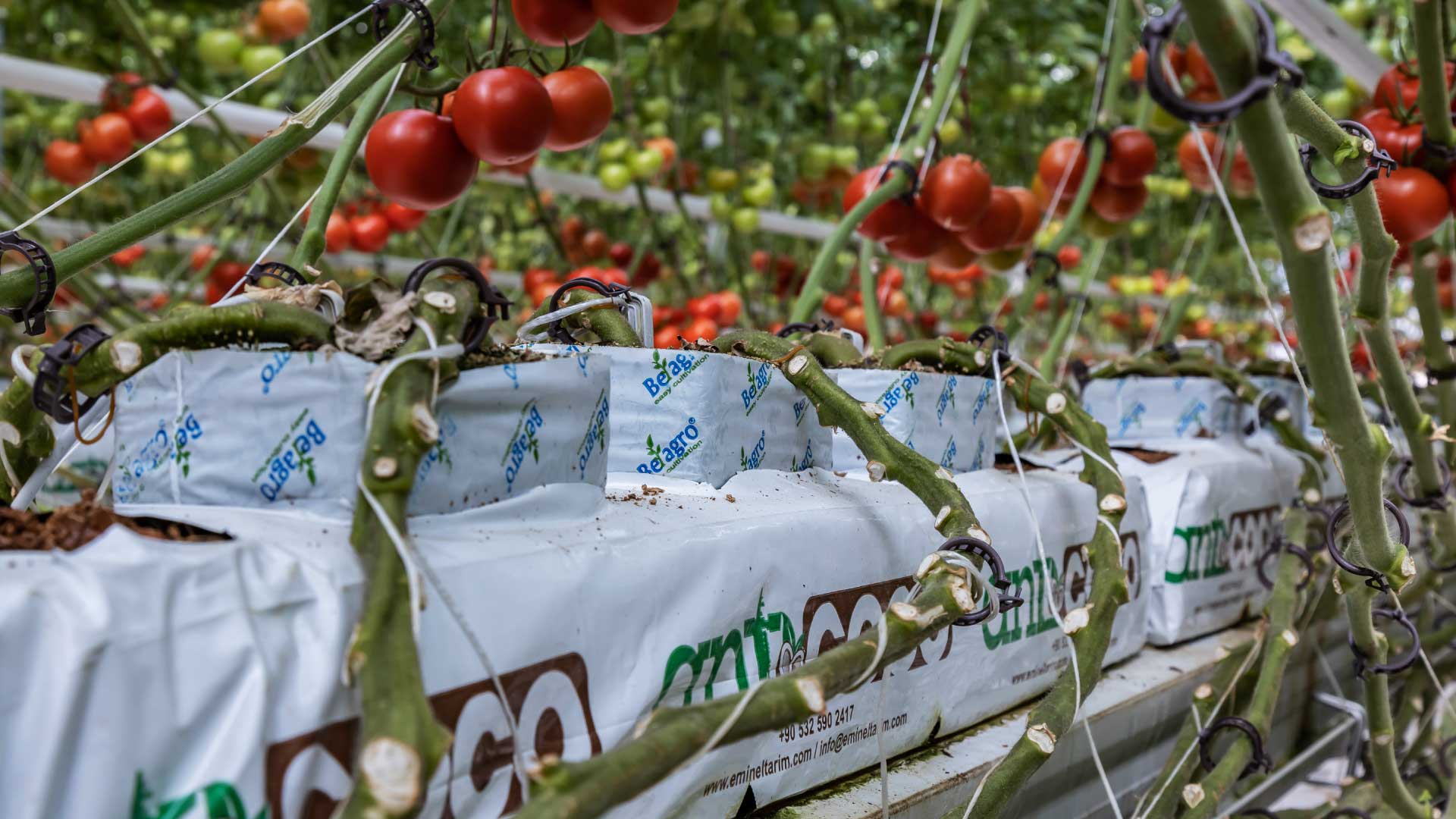 uretim-seralari-domates-yetistiriciligi uretim seralari domates yetistiriciligi