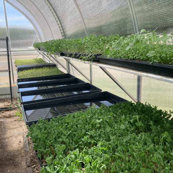 GardenSera – Yüksek Hacimli Demonte Hobi Serası - 10